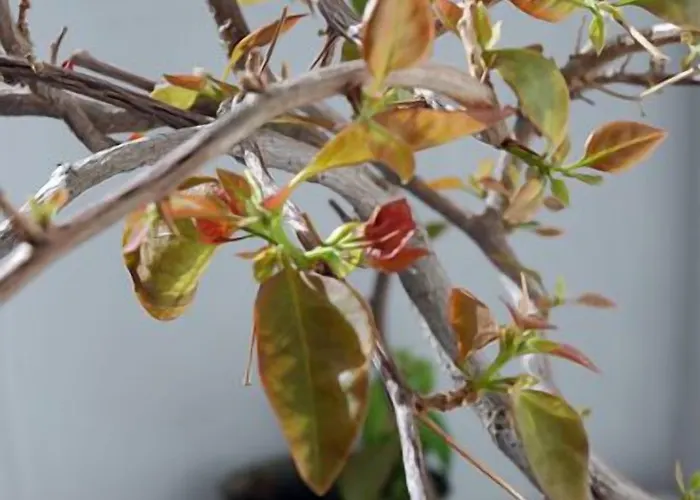 Гостевой дом Lucas